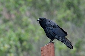 Crow, American, 2015-06111579 Montana de Oro State Park, CA